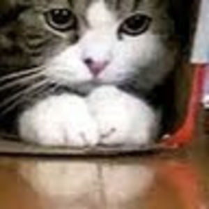 Meet your Posher, Raechy